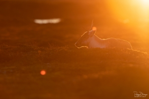 Caribou_5PL8256