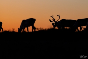 Caribou_5PL8621