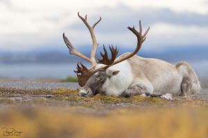 Caribou_5PL9012