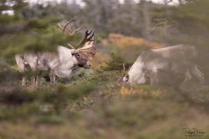 Caribou_5PL9266