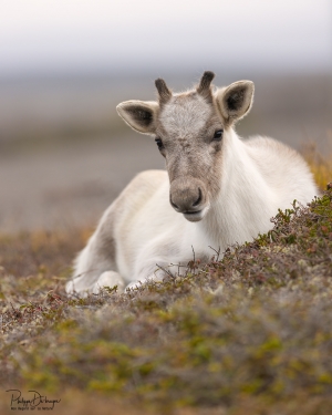 Caribou_5PL9339