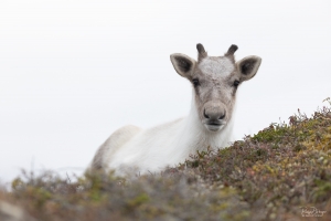 Caribou_5PL9371-2