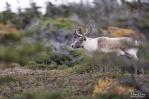 Caribou_5PL9499