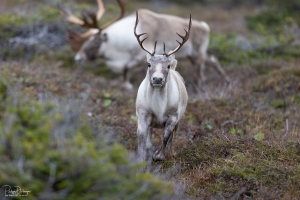 Caribou_5PL9538-copie-2