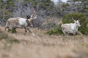 Caribou_5PL9695