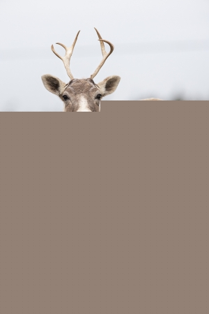 Caribou_5PL9974