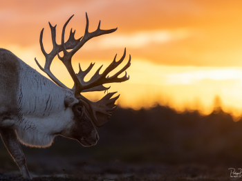 5PM6385-Modifier-copie-2