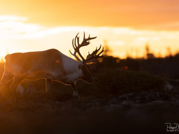 5PM6394-Modifier-copie-2