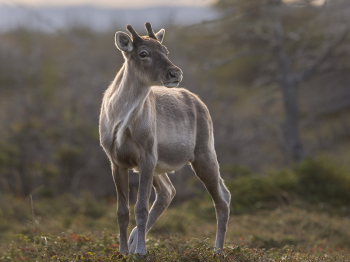 5PM7012-Modifier-copie-2-Copie