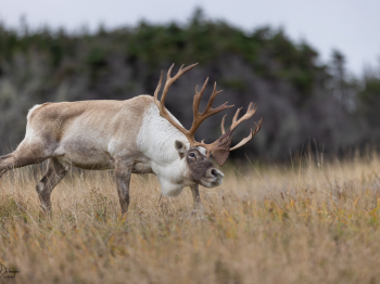 5TN2059-2-Modifier-copie-2