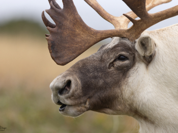 5TN2900-Modifier-copie-2