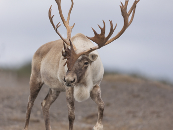 5TN3893-Modifier-copie-2