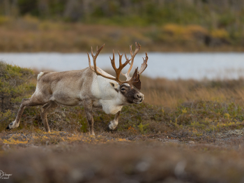 5TN5977-Modifier-copie-2