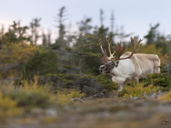 5TN6219-Modifier-copie-2