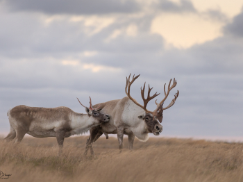 5TN6626-Modifier-copie-2