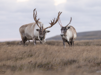 5TN6695-Modifier-copie-2