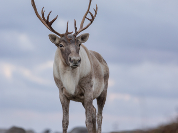 5TN6753-Modifier-copie-2