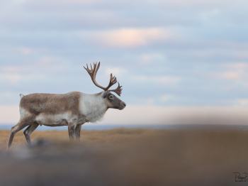 5TN6827-Modifier-Modifier-copie-2