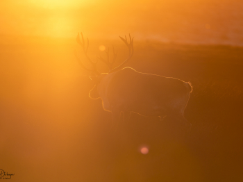 5TN7493-Modifier-copie-2