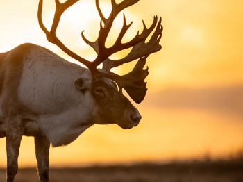 5TN7854-Modifier-copie-2