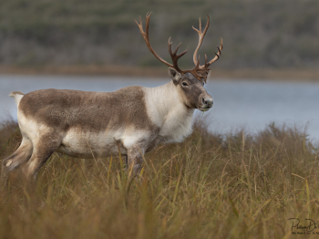 5TN9142-Modifier-copie-2