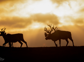 5TN9718-Modifier-copie-2