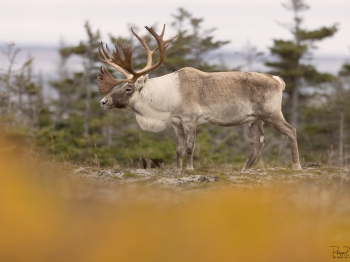 Caribou_5PL1518