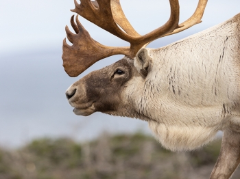 Caribou_5PL2045
