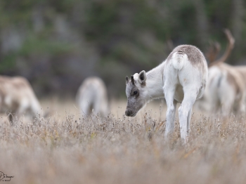 Caribou_5PL3389