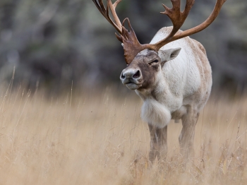 Caribou_5PL3627