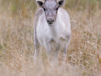 Caribou_5PL4019