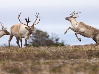 Caribou_5PL4435