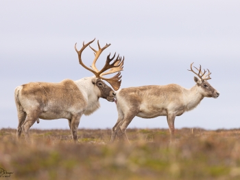 Caribou_5PL4511