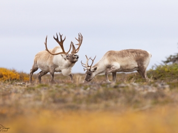 Caribou_5PL4753-2