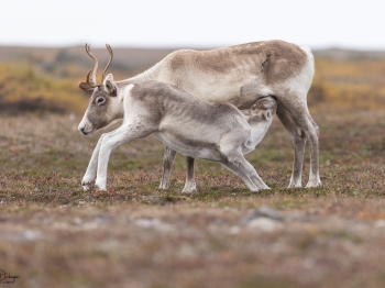 Caribou_5PL5803
