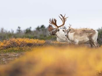 Caribou_5PL7085