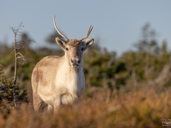 Caribou_5PL7282