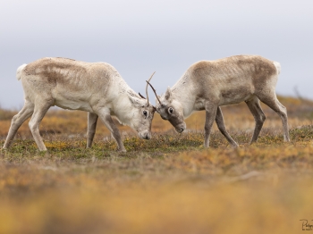 Caribou_5PL7518-22