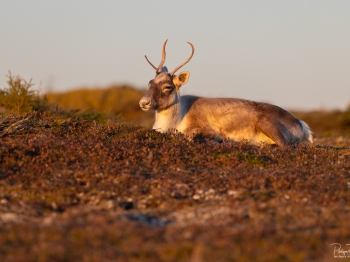 Caribou_5PL8033