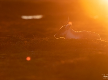 Caribou_5PL8256