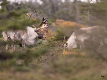 Caribou_5PL9266
