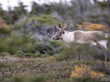 Caribou_5PL9499