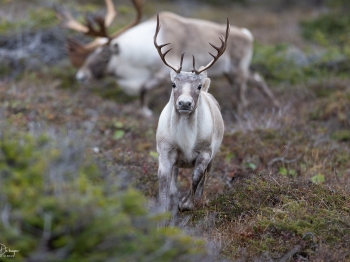 Caribou_5PL9538-copie-2