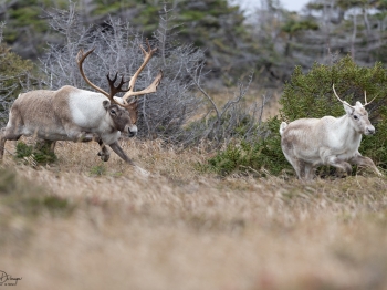 Caribou_5PL9695