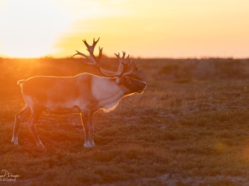 N235745-Modifier-copie-2