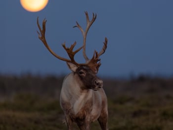 N236264-Modifier-copie-2