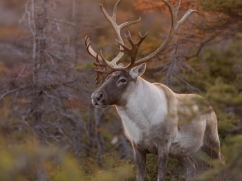 N236832-Modifier-copie-2