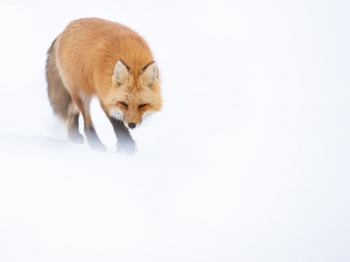 1_Renard_DB_6637-Modifier