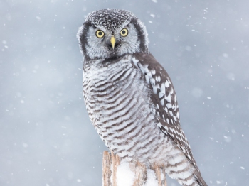 Eperviere_DXP7449-Modifier-Modifier