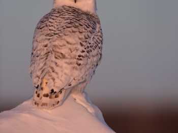 Harfang_DXP8896-Modifier-Modifier